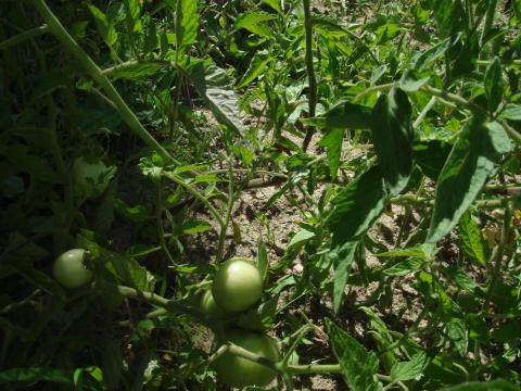 Os nossos tomateiros estão bem crescidos mas a maioria ainda estão verdes para poderem ser utilizados na nossa salada ao almoço.